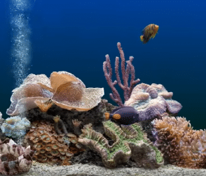 Best aquarium filters reviews