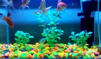 How to Quiet a Fish Tank Filter?