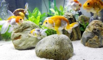 How to Set Up a Fish Tank for Goldfish?