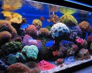 Best led lights for reef tanks