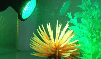 What is the Best Aquarium LED Lighting?
