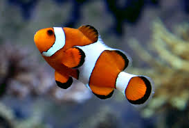 Clownfish Ocellaris Clownfish