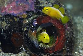 Coral or Crown Goby