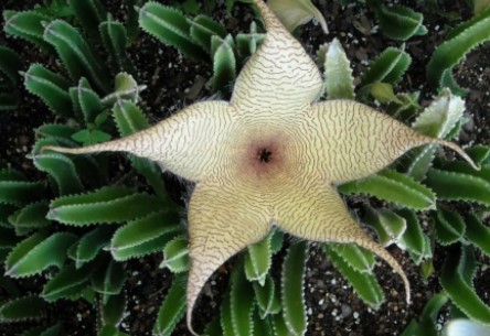 Starfish Plant