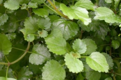 Swedish Ivy Houseplant