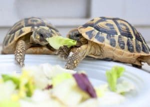 Turtles eat besides turtle food