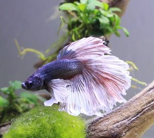 How Long Should You Wait to Put Betta Fish in a New Tank?