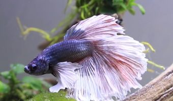 How long should you wait to put betta fish in a new tank?
