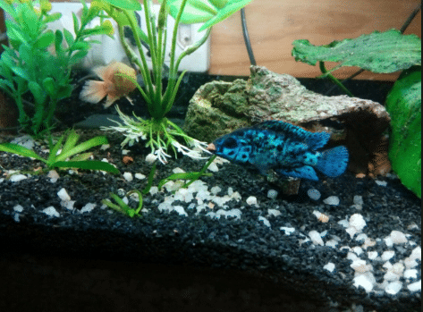 Why You Should Use Gravel in Aquarium