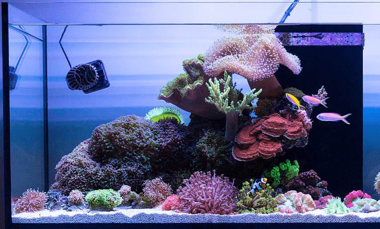 Best Sand for Reef Tank