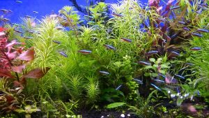 How to Grow Plants in Your Aquarium