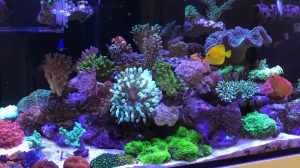 How to Lower Phosphate in Reef Tank