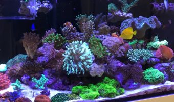 How to Lower Phosphate in Reef Tank?