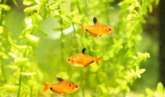 How to Lower Ammonia Levels in a Fish Tank?