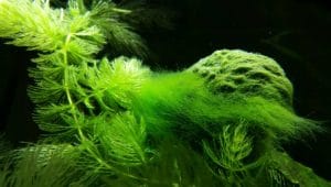 How to Get Rid of Green Hair Algae in Your Aquarium