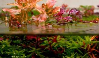 Benefits of Live Plants in Aquarium