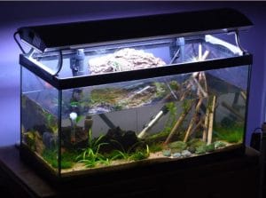 How to Read a Fish Tank Thermometer?