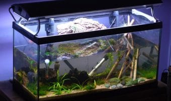 How to Read a Fish Tank Thermometer