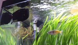 Where to Place Wavemaker in Freshwater Aquarium?