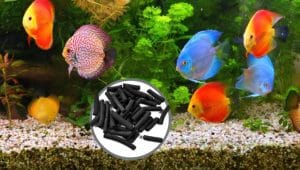 How Often to Change Carbon Filter in Fish Tank?